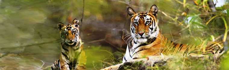 Gir National Park