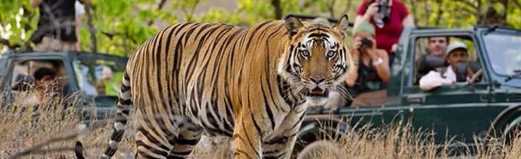 Ranthambore National Park 