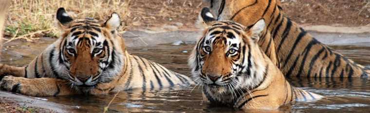 Sariska  National Park 