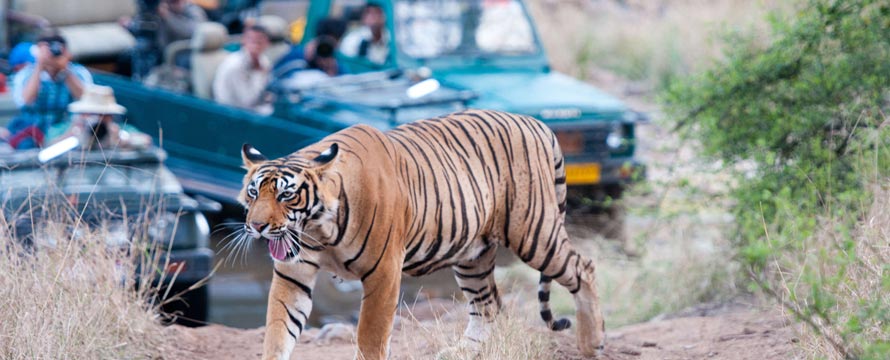 India Wildlife