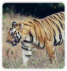 Tiger at Kaziranga National Park