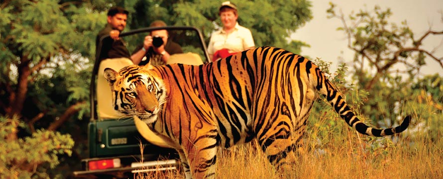 Wildlife Safari